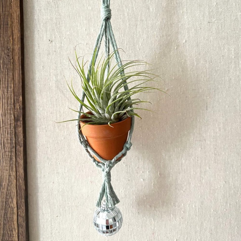Sage Disco Air Plant Hanger